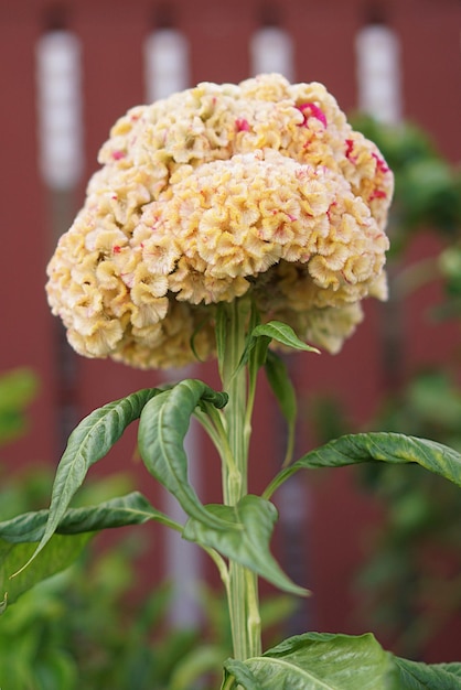 写真 赤い花の植物のクローズアップ