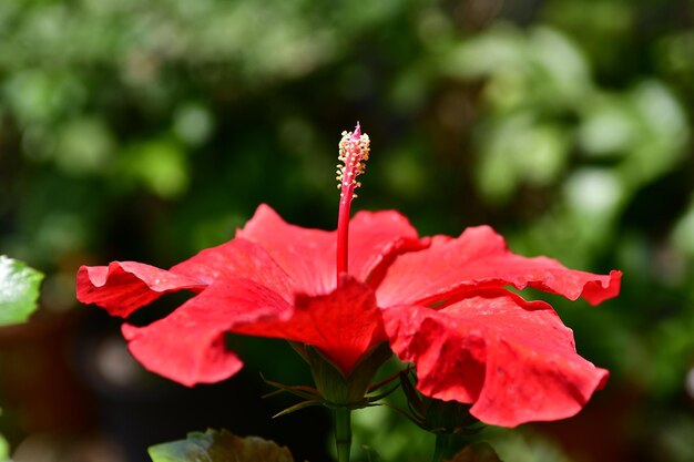 写真 赤い花の植物のクローズアップ