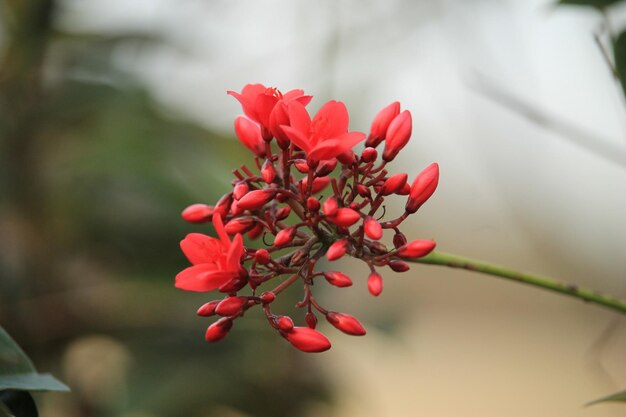Фото Близкий план красного цветущего растения