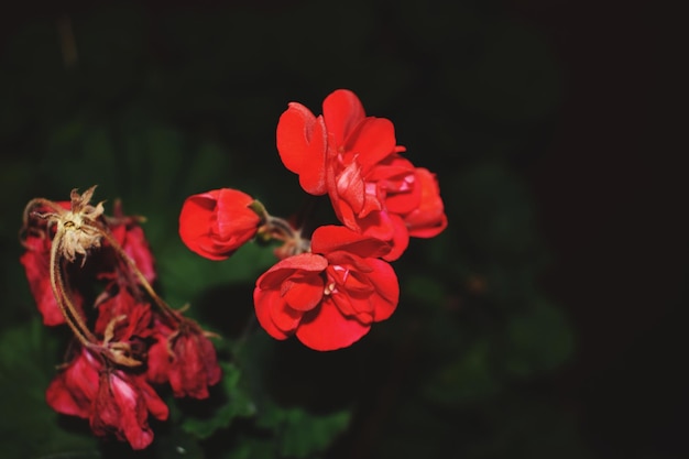 写真 赤い花を ⁇ かせる植物のクローズアップ