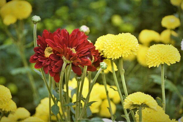 写真 赤い花を ⁇ かせる植物のクローズアップ