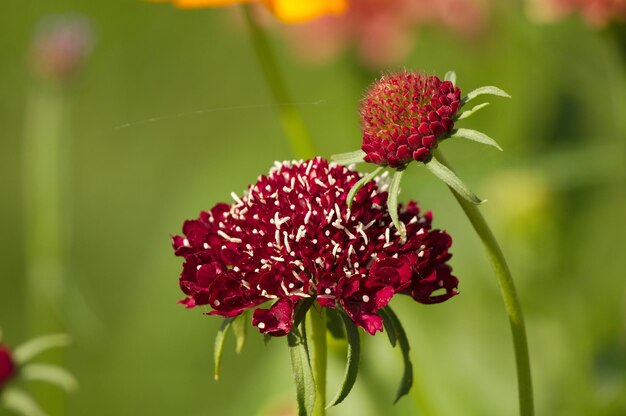 写真 赤い花の植物のクローズアップ