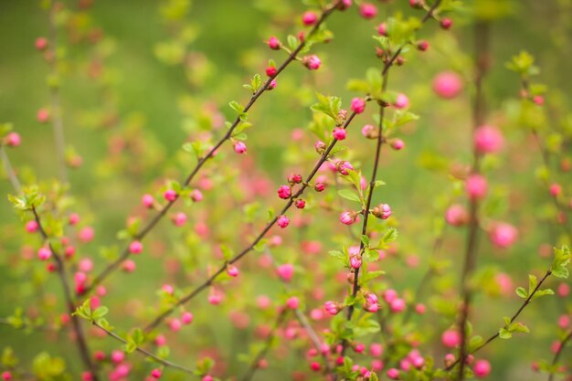 写真 赤い花の植物のクローズアップ