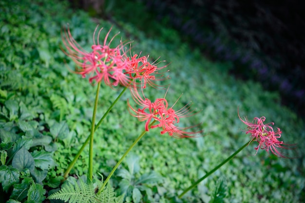 写真 赤い花を ⁇ かせる植物のクローズアップ