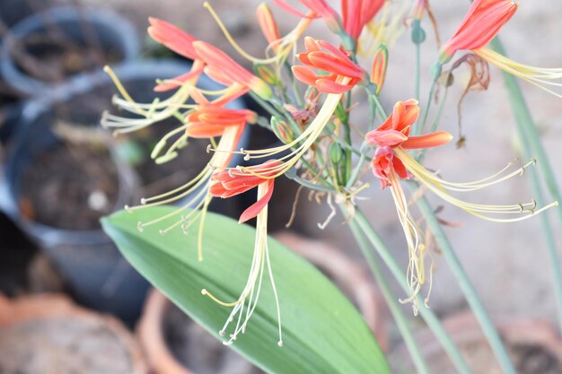 写真 赤い花の植物のクローズアップ