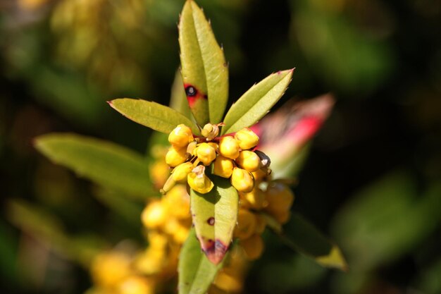 写真 赤い花を ⁇ かせる植物のクローズアップ