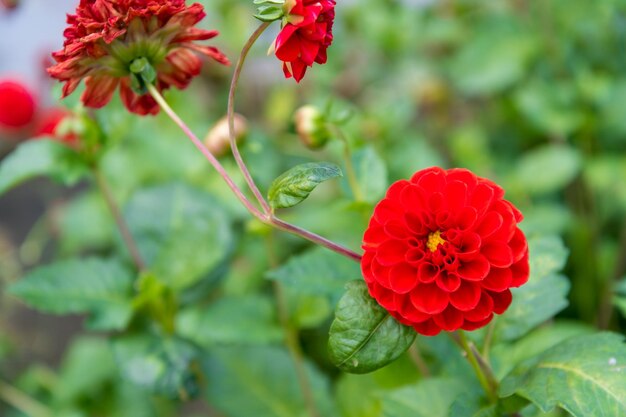 写真 赤い花の植物のクローズアップ