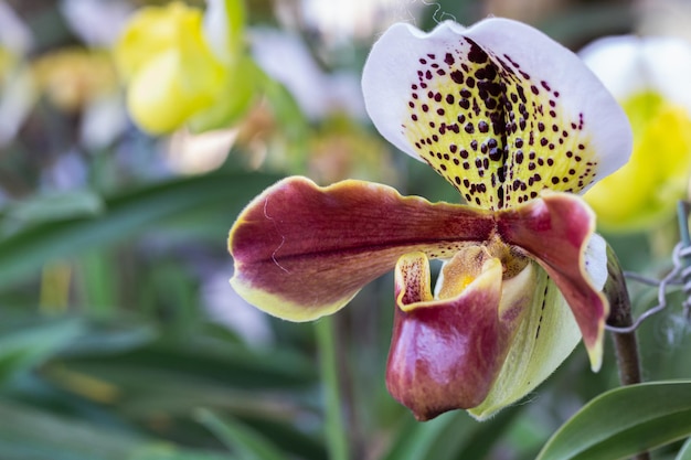 写真 赤い花の植物のクローズアップ