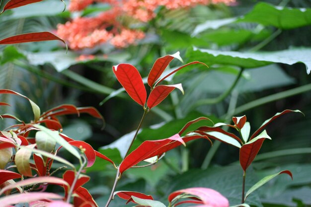 写真 赤い花の植物のクローズアップ