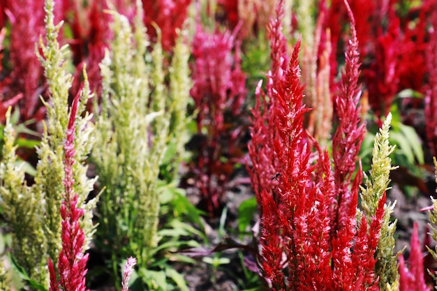 写真 畑の赤い花の植物のクローズアップ