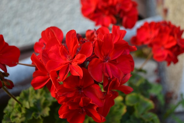 写真 赤い花を ⁇ かせる植物のクローズアップ