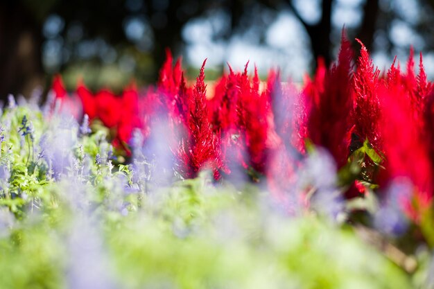 写真 赤い花の植物のクローズアップ