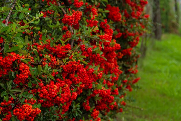 写真 赤い花の植物のクローズアップ