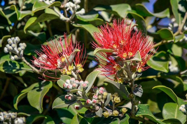 写真 赤い花の植物のクローズアップ