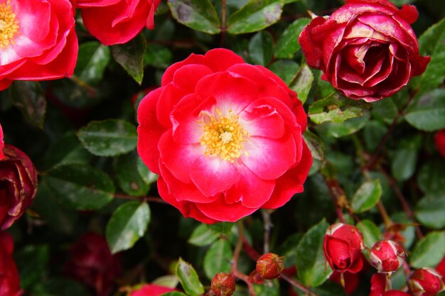 写真 赤い花の植物のクローズアップ