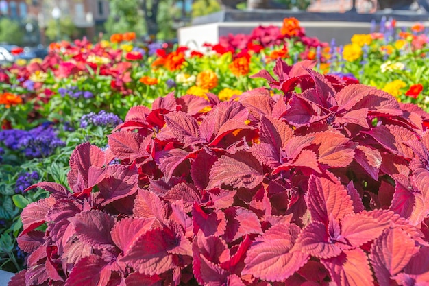 写真 赤い花の植物のクローズアップ