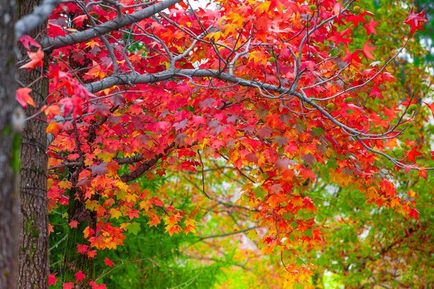 写真 秋の赤い花の木のクローズアップ