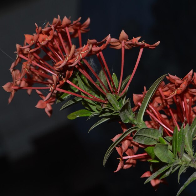 写真 赤い花のクローズアップ