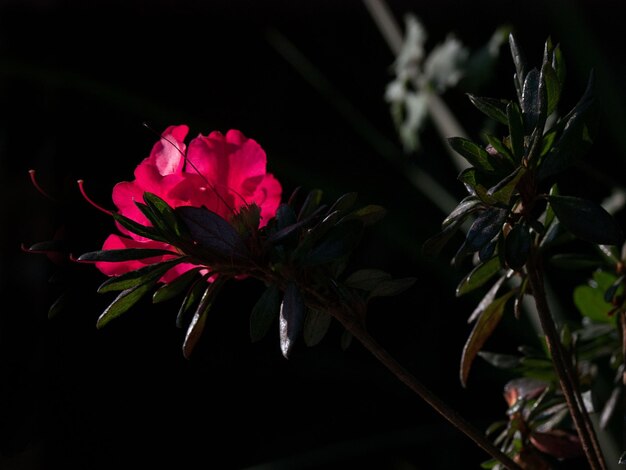 写真 赤い花のクローズアップ