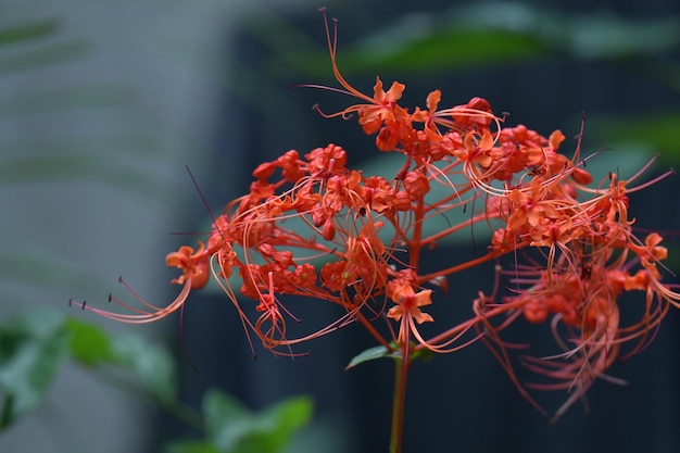 写真 赤い花のクローズアップ