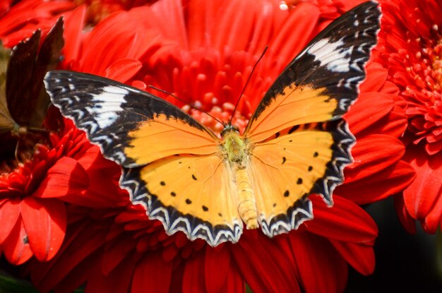 写真 赤い花のクローズアップ