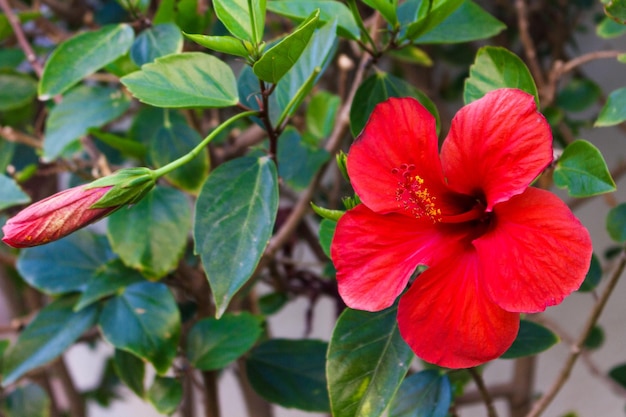 写真 赤いヒビスカスの花のクローズアップ