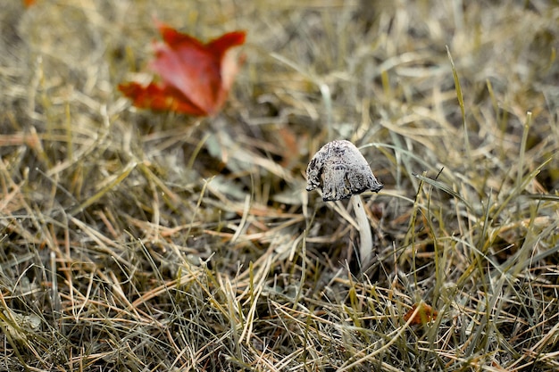 Фото Близкий взгляд на красный лист и гриб на сухой траве
