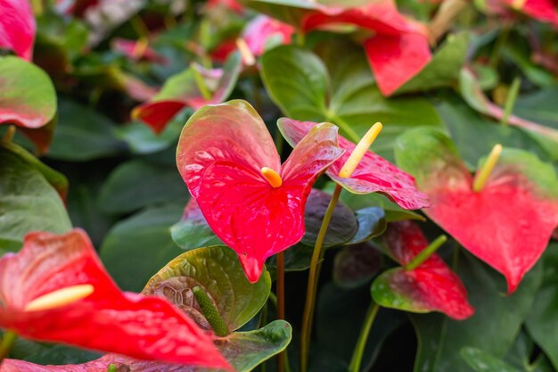 写真 植物の赤い葉のクローズアップ