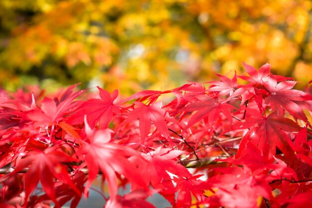 Фото Близкий план листьев красного кленового дерева