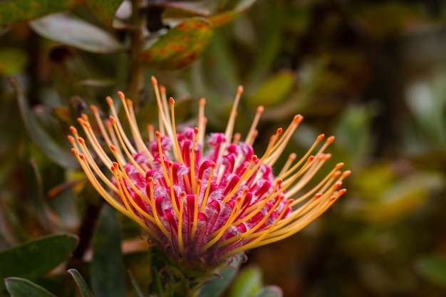 写真 ハワイの庭で leucospermum の赤オレンジ色の花の頭のクローズ アップ