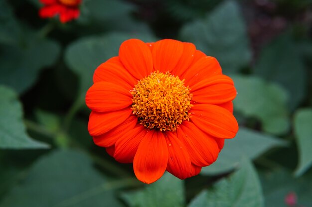 写真 赤いオレンジの花のクローズアップ