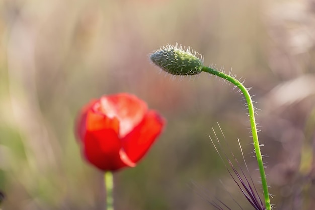 写真 赤いオオカミの花芽のクローズアップ