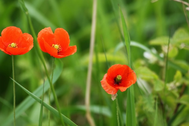 写真 野原 の 赤い パッピー 花 の クローズアップ