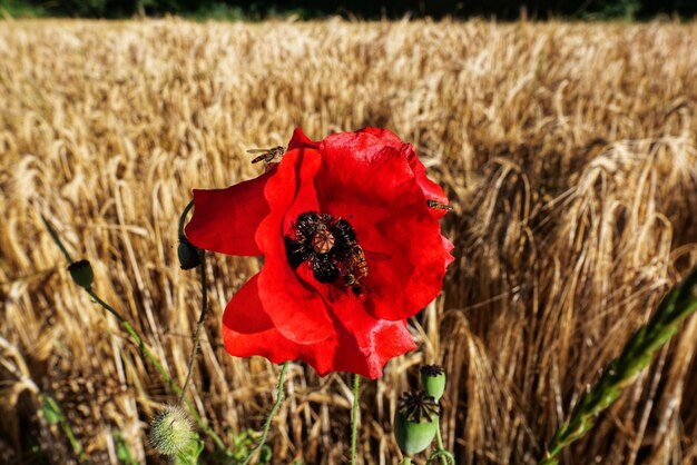 写真 野原 の 赤い パッピー 花 の クローズアップ