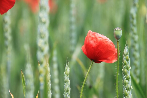 写真 赤いオオカミの花のクローズアップ