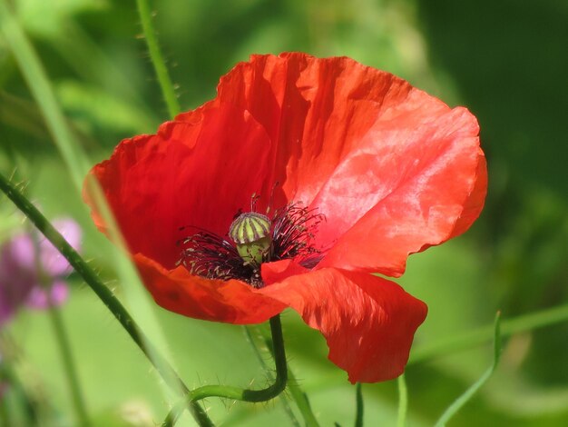 写真 赤いオオカミの花のクローズアップ