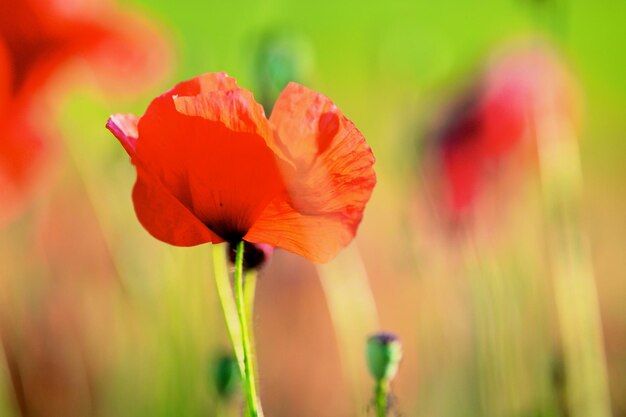 写真 赤いオオカミの花のクローズアップ