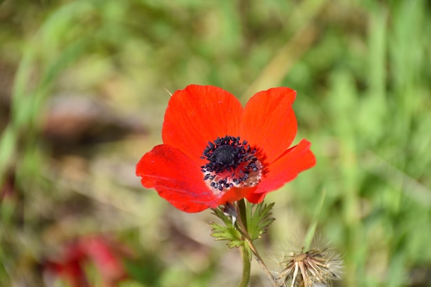 写真 赤いオオカミの花のクローズアップ