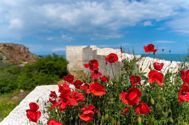 写真 空に照らして陸上で育つ赤いオオカミの花のクローズアップ