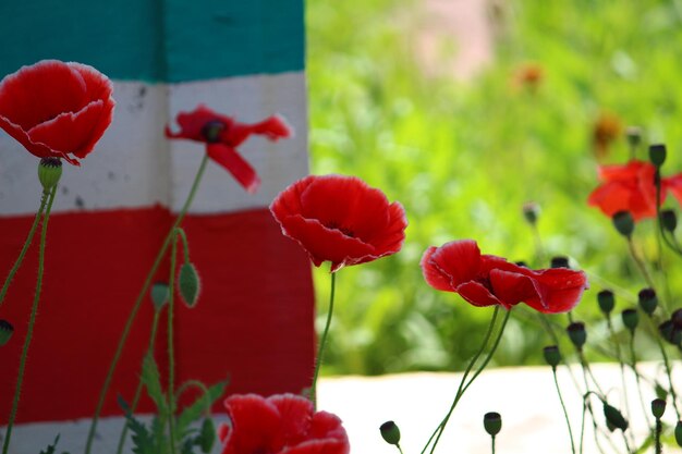 写真 赤いオオカミの花のクローズアップ