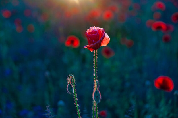 写真 赤いオオカミの花のクローズアップ