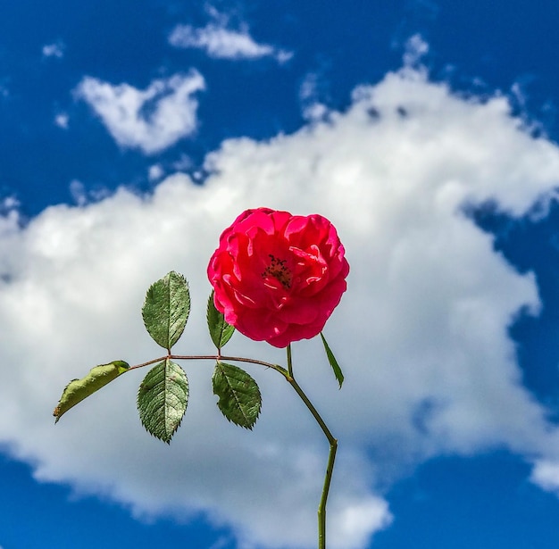 写真 空に照らされた赤いバラのクローズアップ