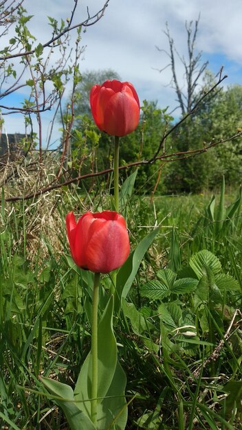 写真 フィールドの赤いバラの花のクローズアップ