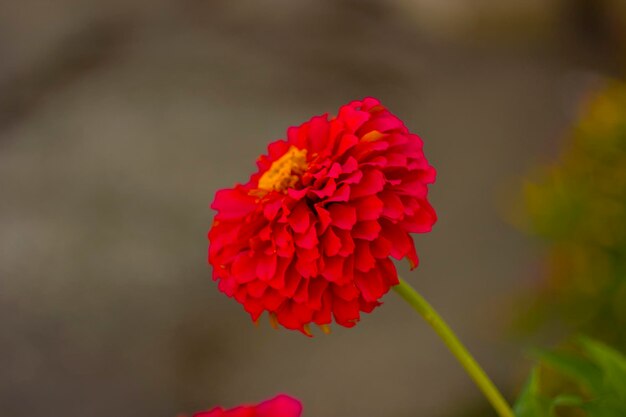 写真 赤いバラの花のクローズアップ