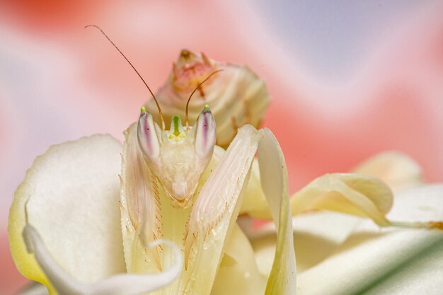 写真 赤いバラの花のクローズアップ