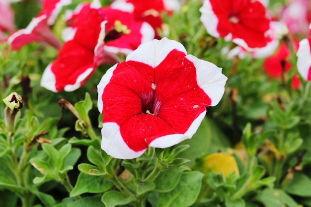 写真 赤いバラの花のクローズアップ