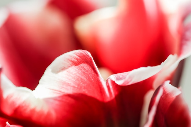 写真 赤いバラの花のクローズアップ
