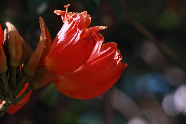 写真 赤いバラの花のクローズアップ