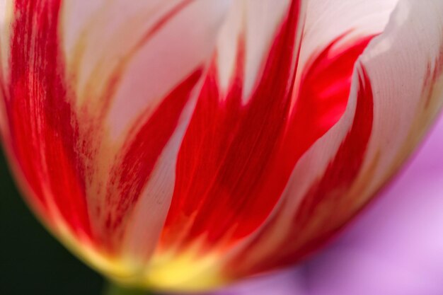 写真 赤いバラの花のクローズアップ