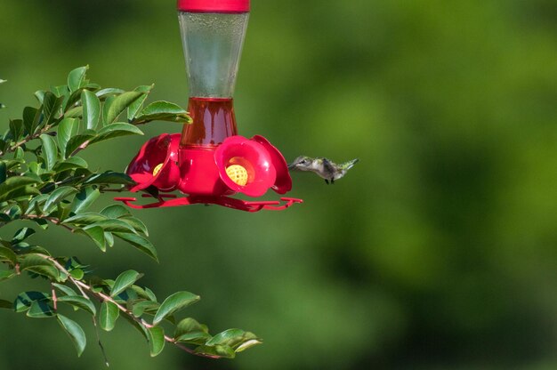 写真 植物にぶら下がっている赤いバラのクローズアップ